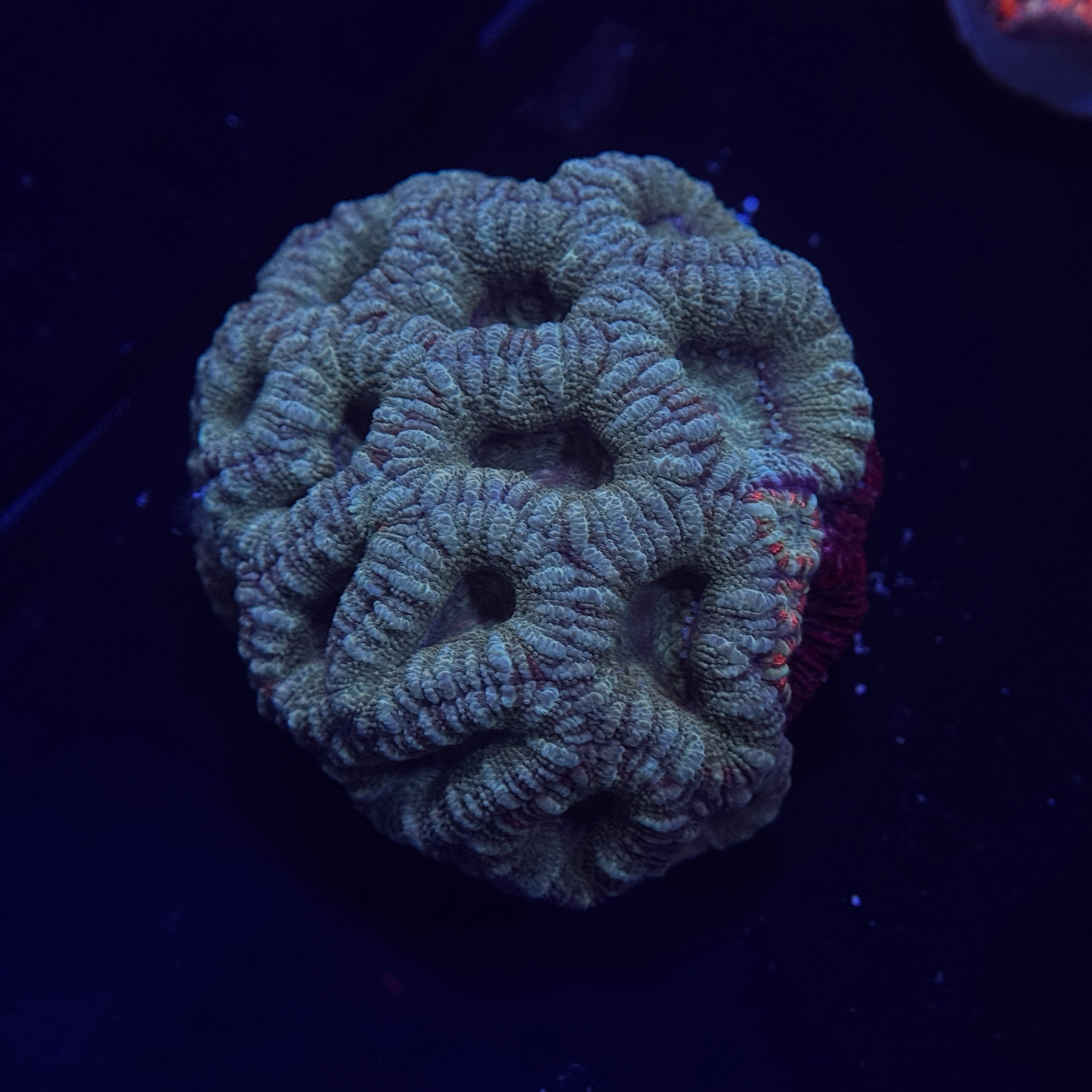 Aussie Acan Lord