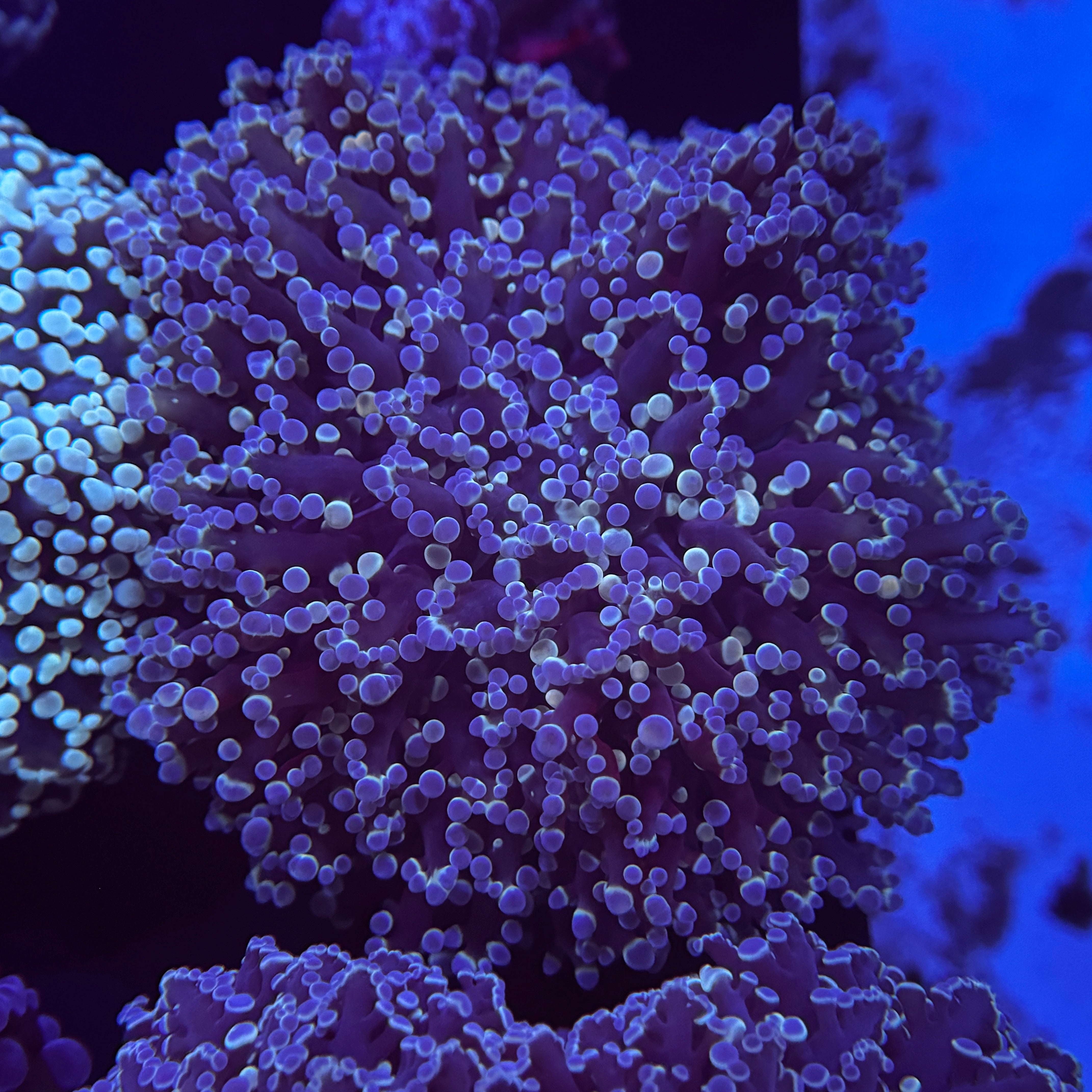 Metallic Blue Kingspawn