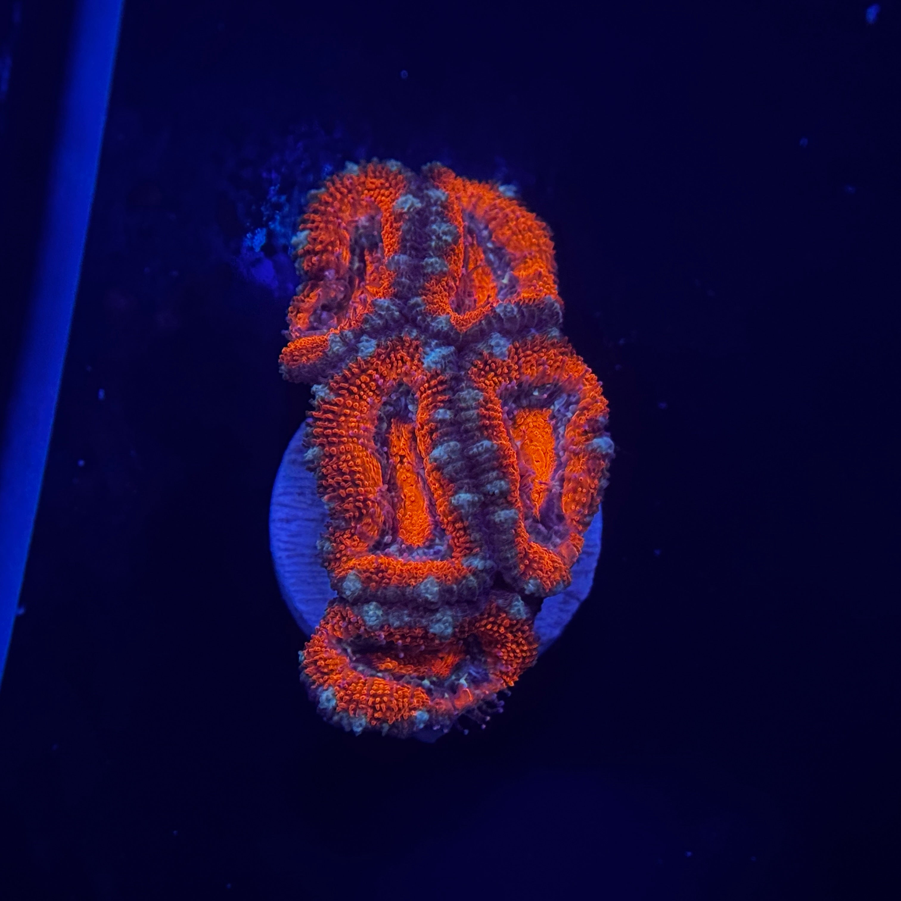 Red Acan Lord