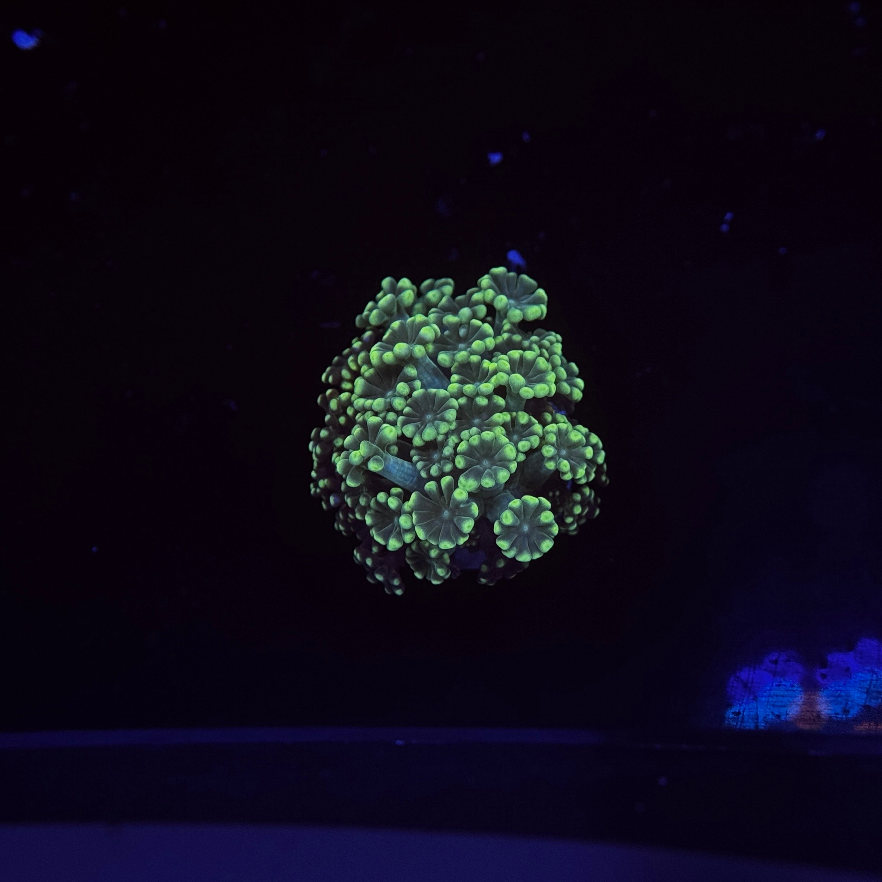 Green Clover Alveopora