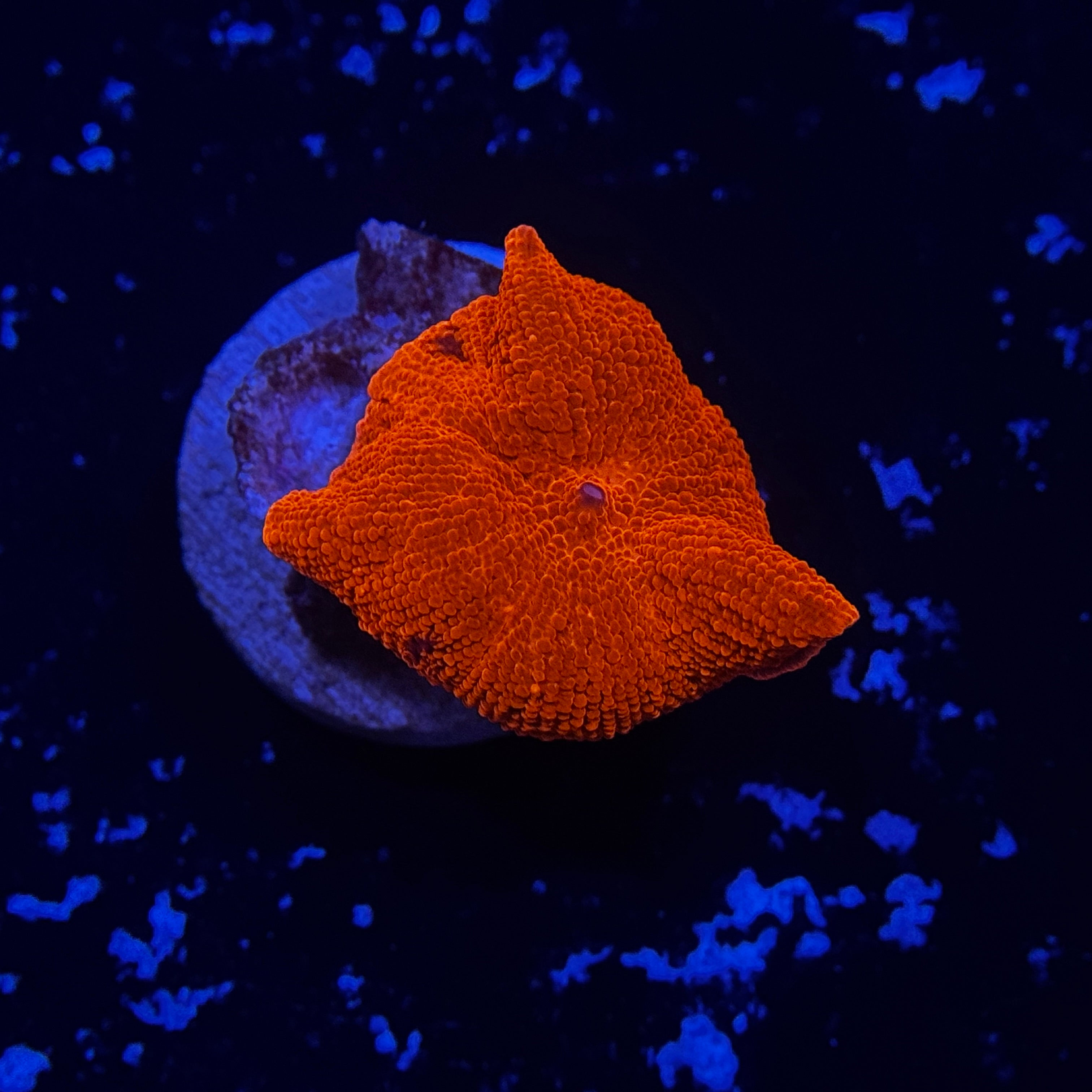 Orange Discosoma Mushroom
