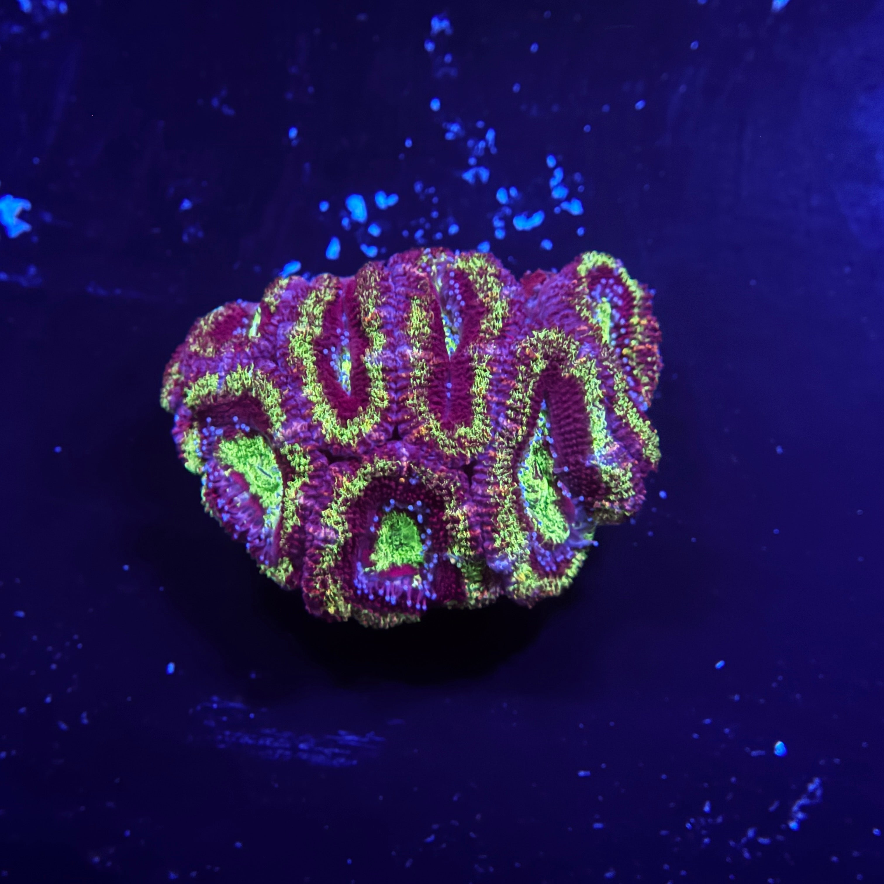 Green Acan Lord
