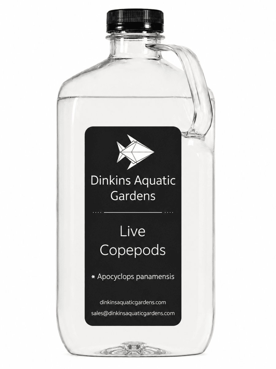 Live Apocyclops Copepods (Single Species)