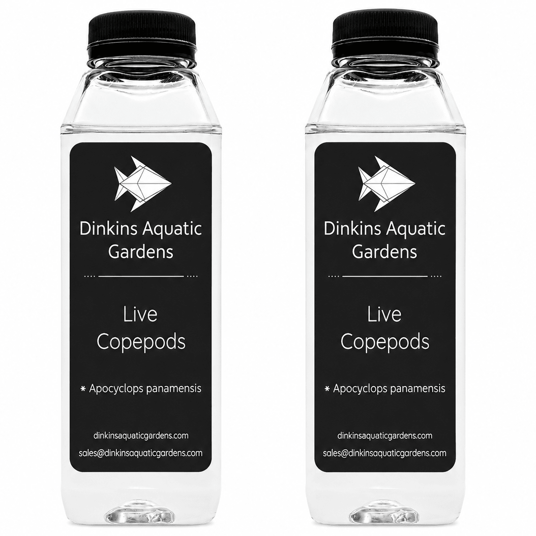 Live Apocyclops Copepods (Single Species)