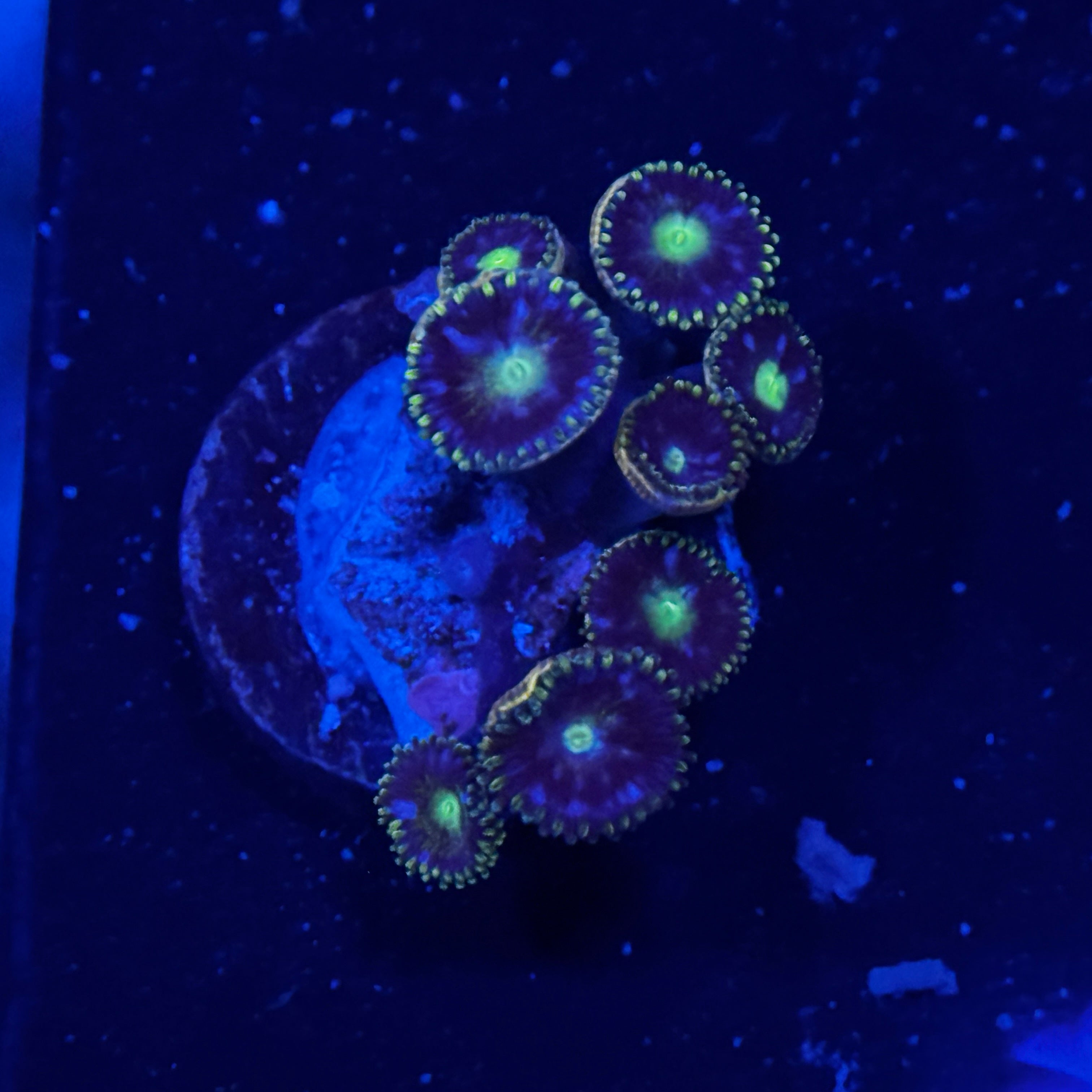 Blue Horizon Zoanthids