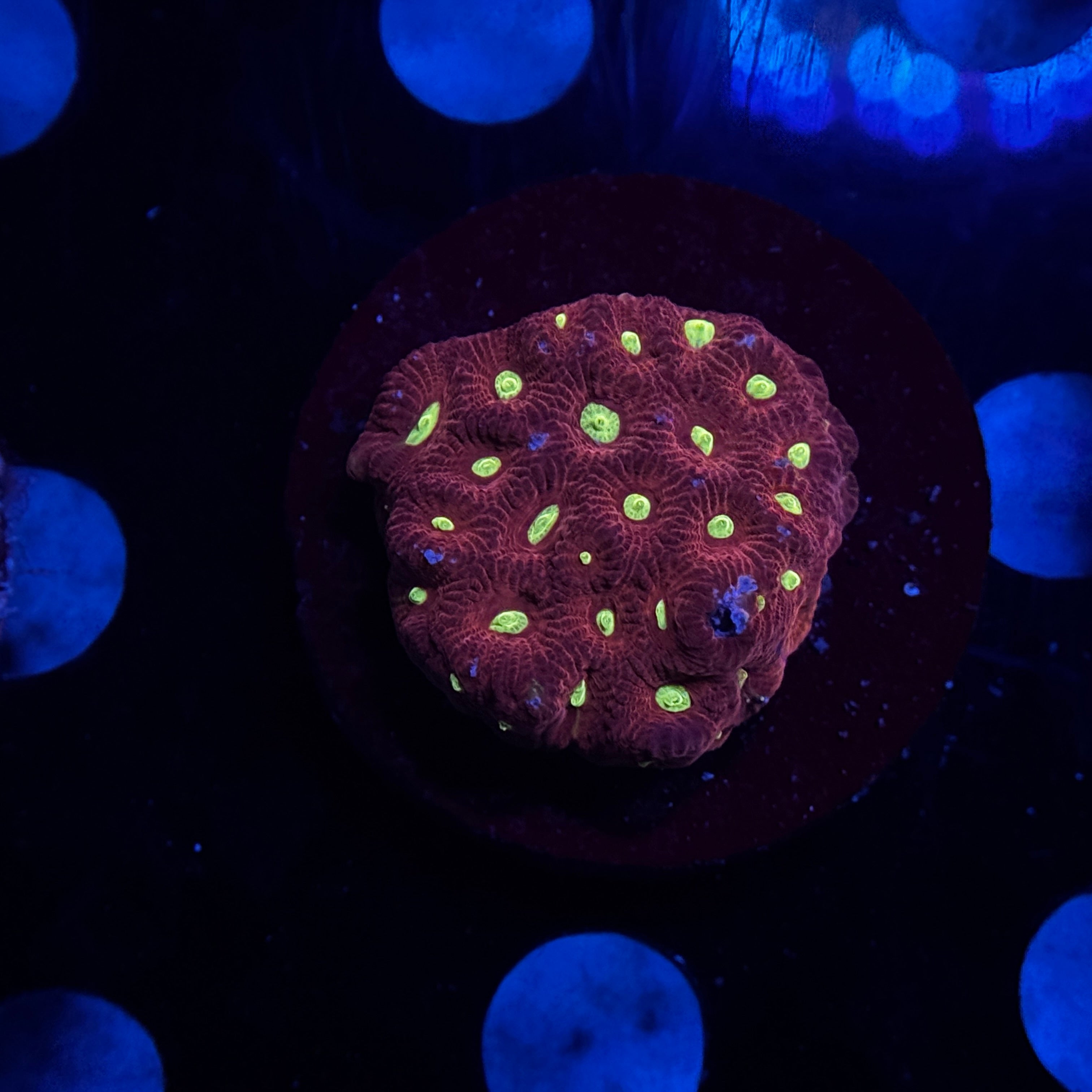 War Coral Favites