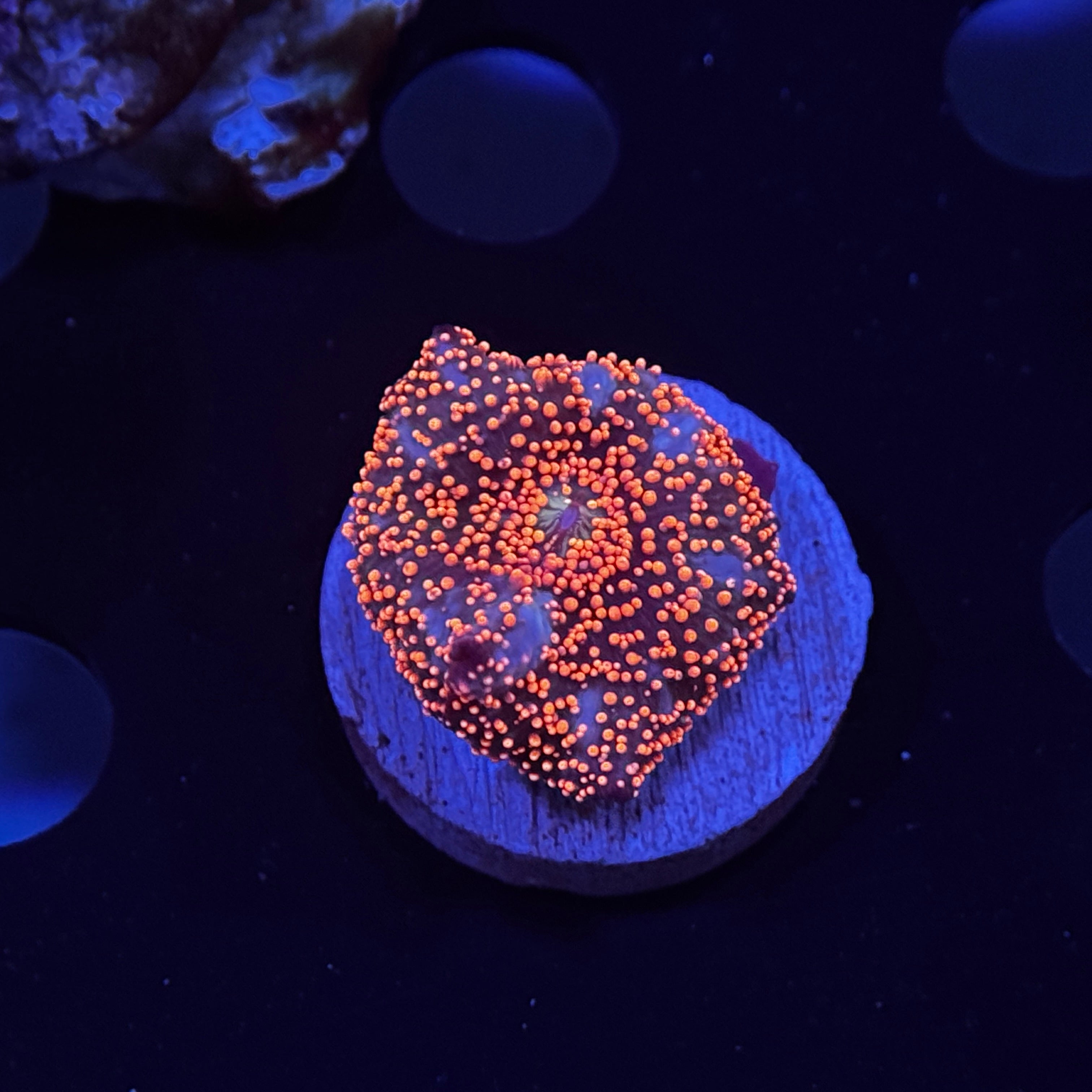 Pink Interstellar Mushroom