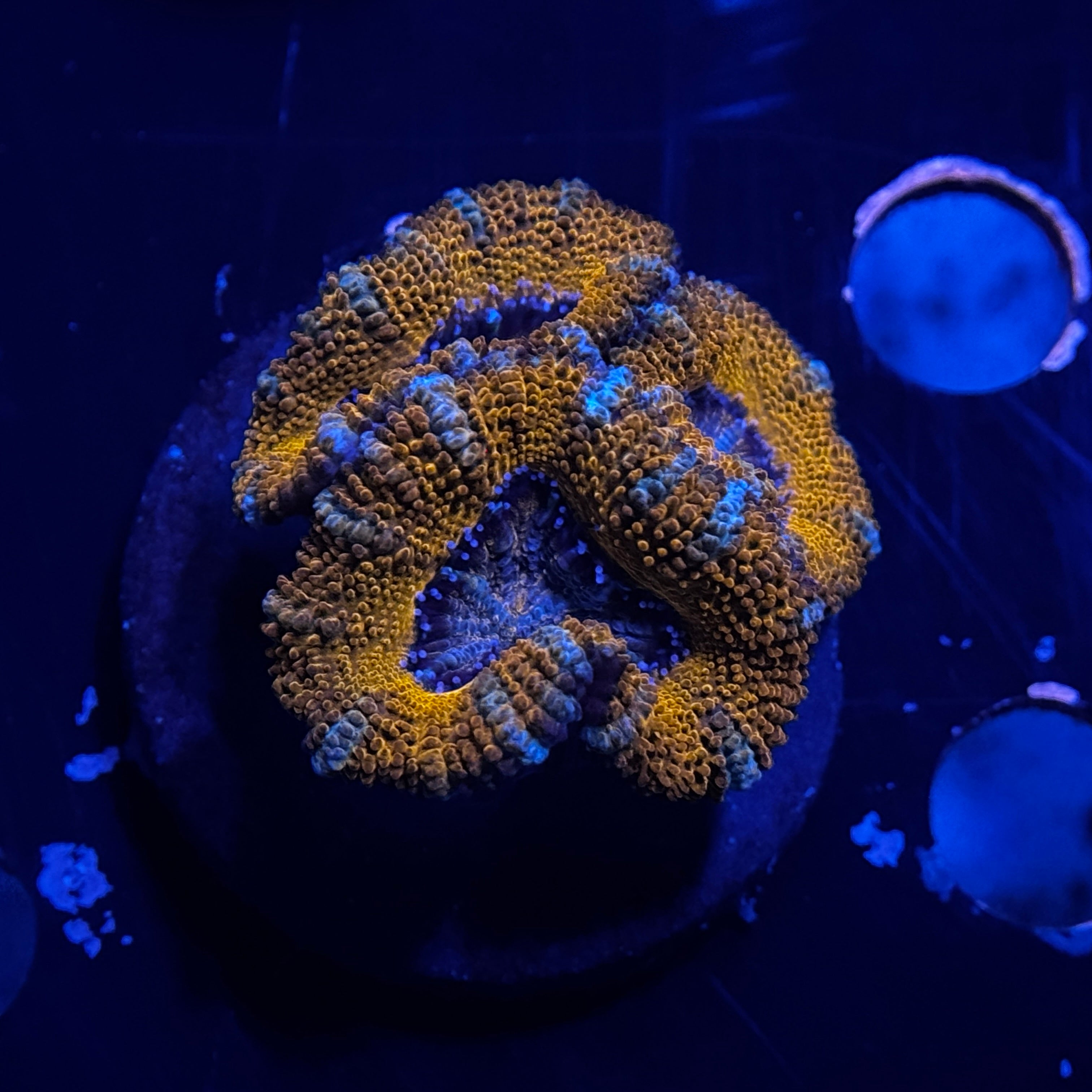 Red Acan Lord