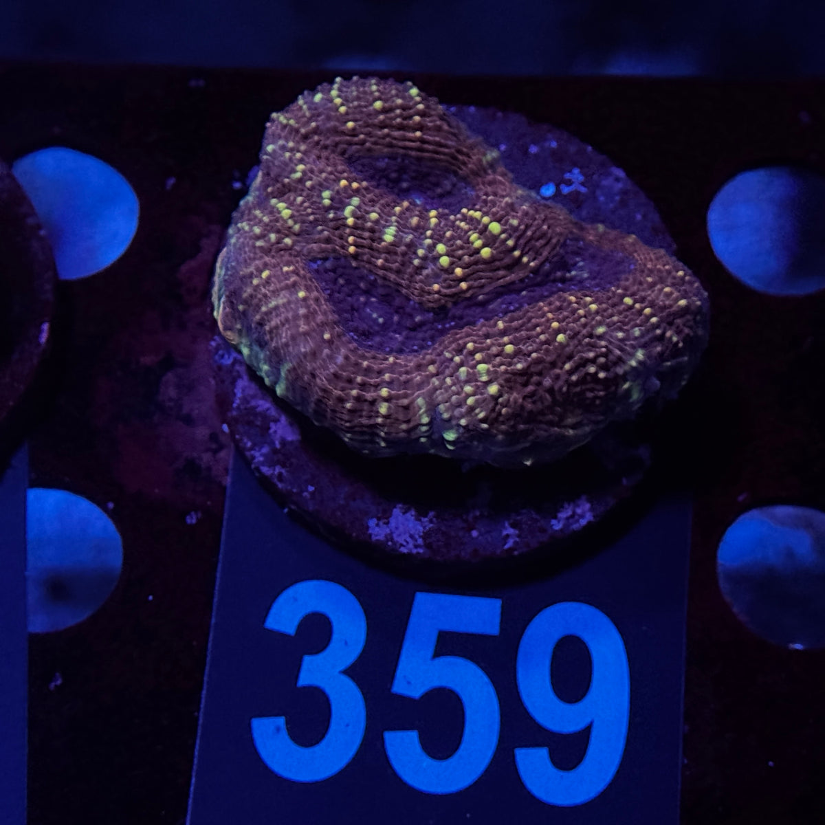 Gold Acan Echinata