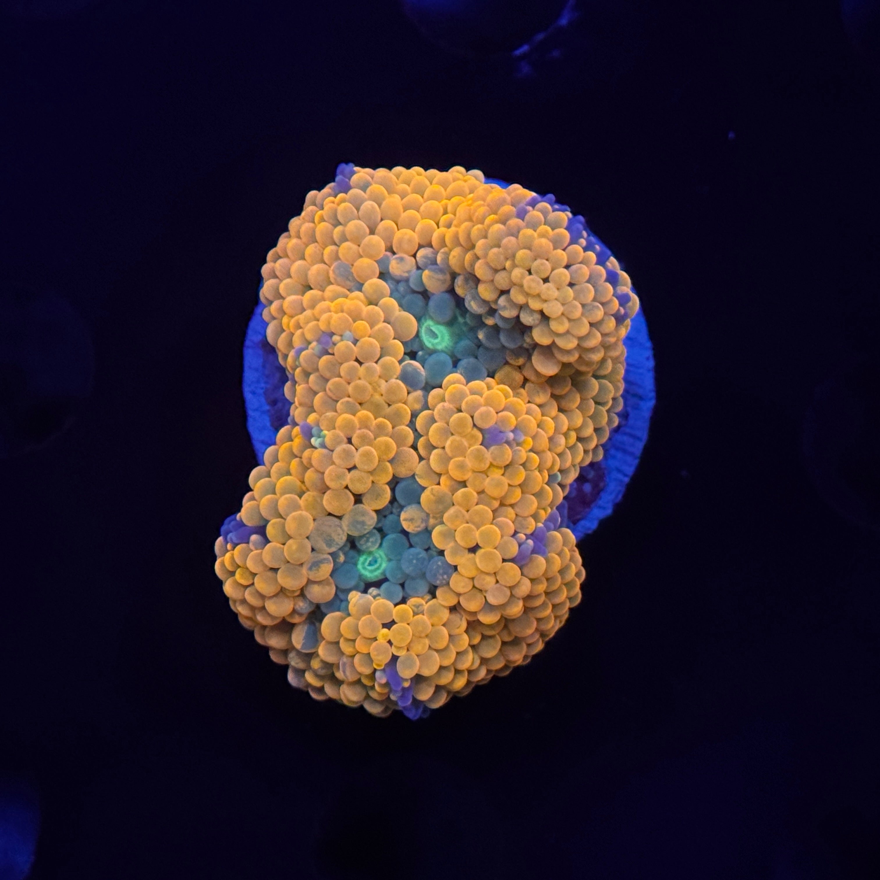 Orange Ricordea Mushroom