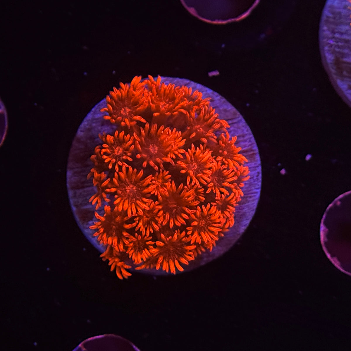 Red Goniopora