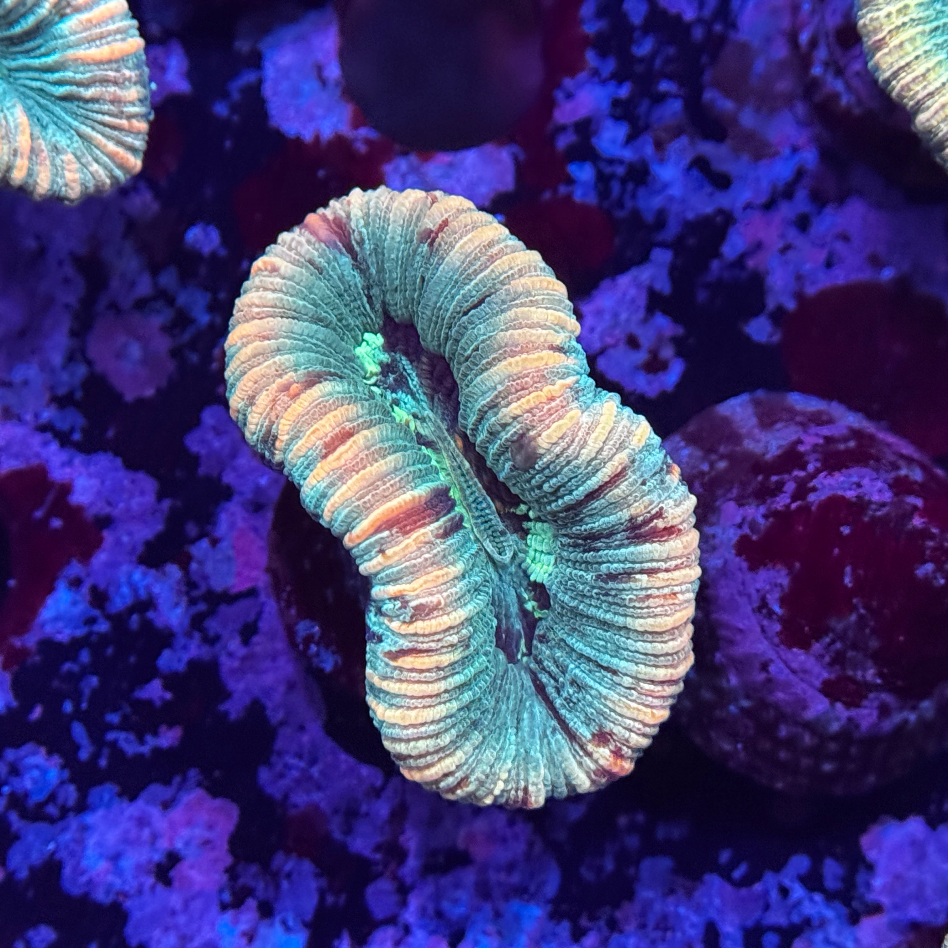 Rainbow Mini Trachy
