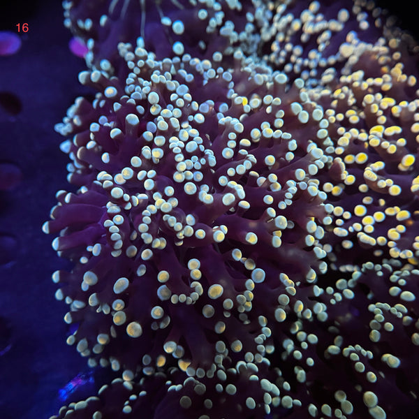 Golden Kingspawn