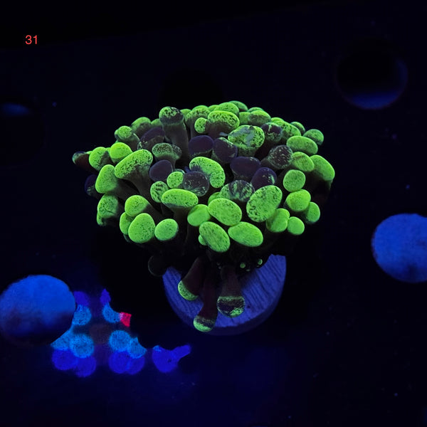 Green Splatter Hammer