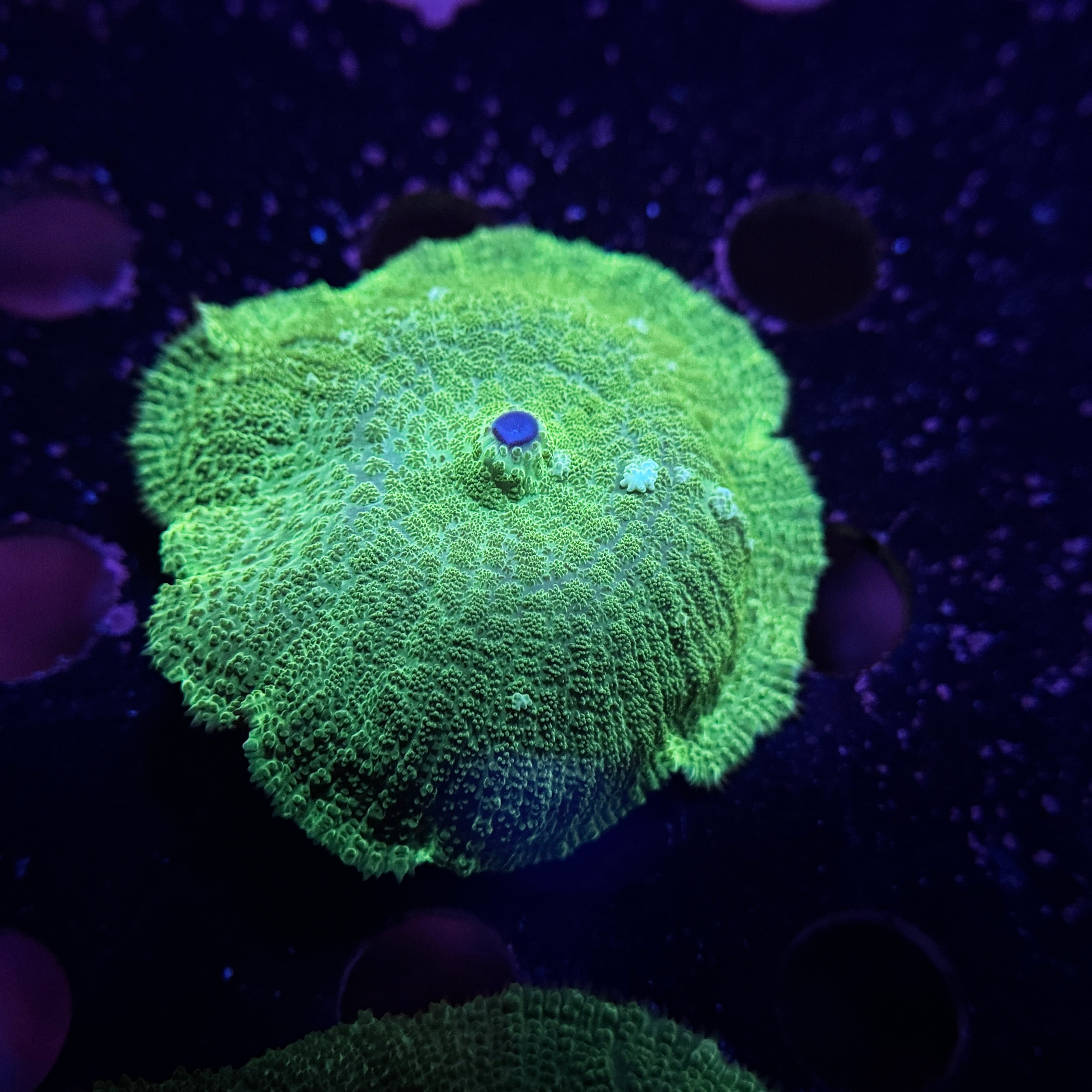 Kryptonite Rhodactus Mushroom