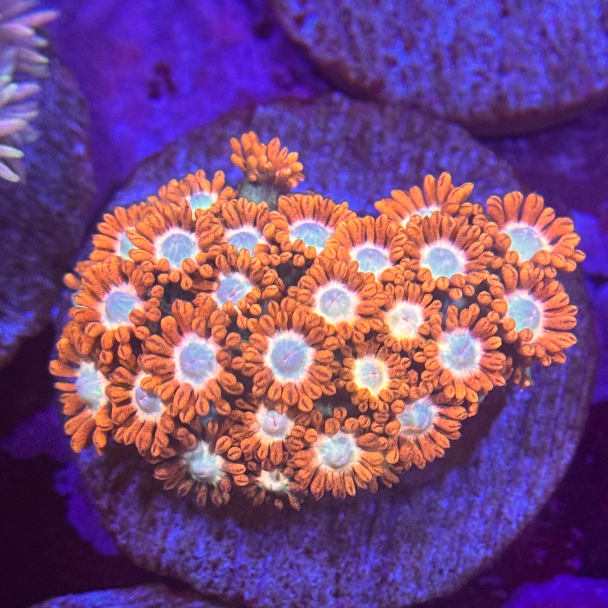 Goniopora Custom Order