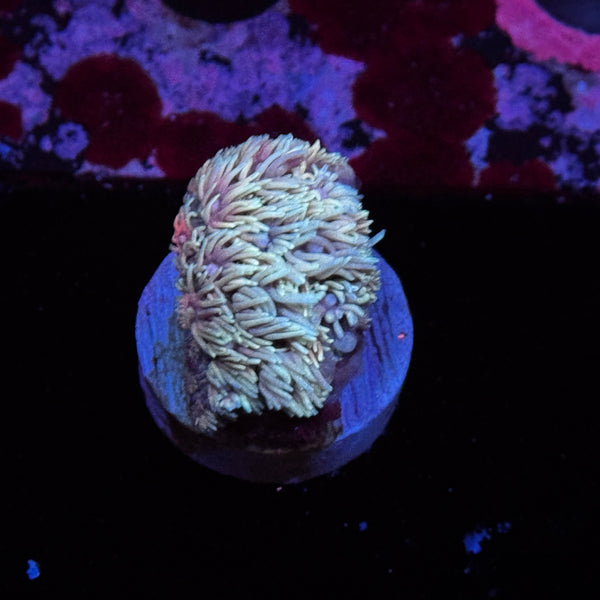 Rainbow Goniopora