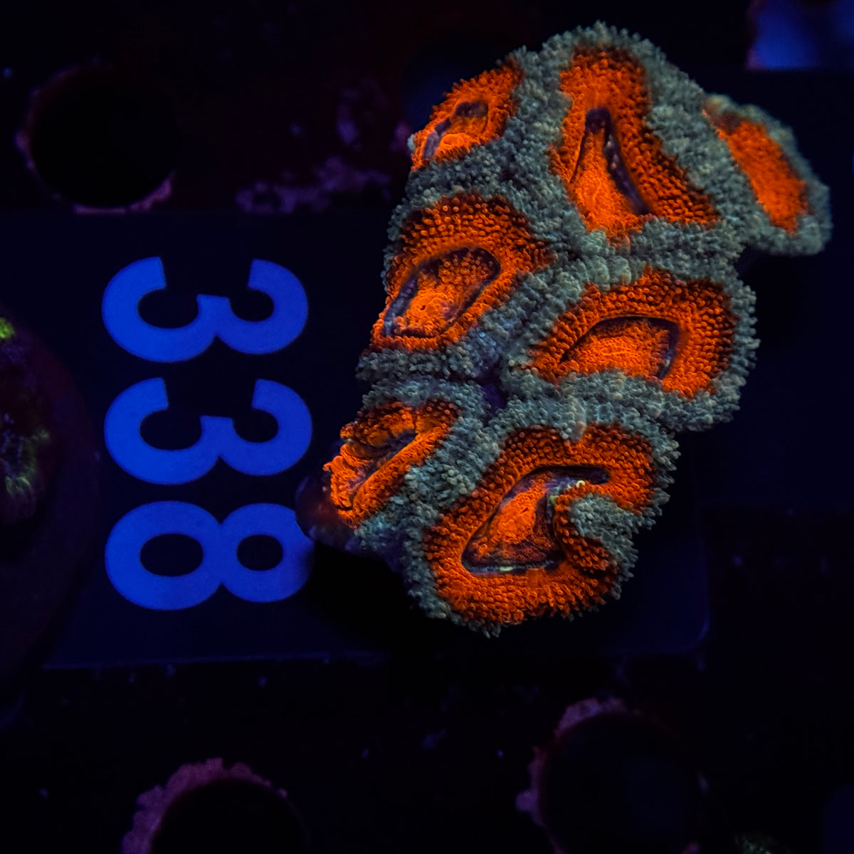 Royal Red Acan Lord Cluster