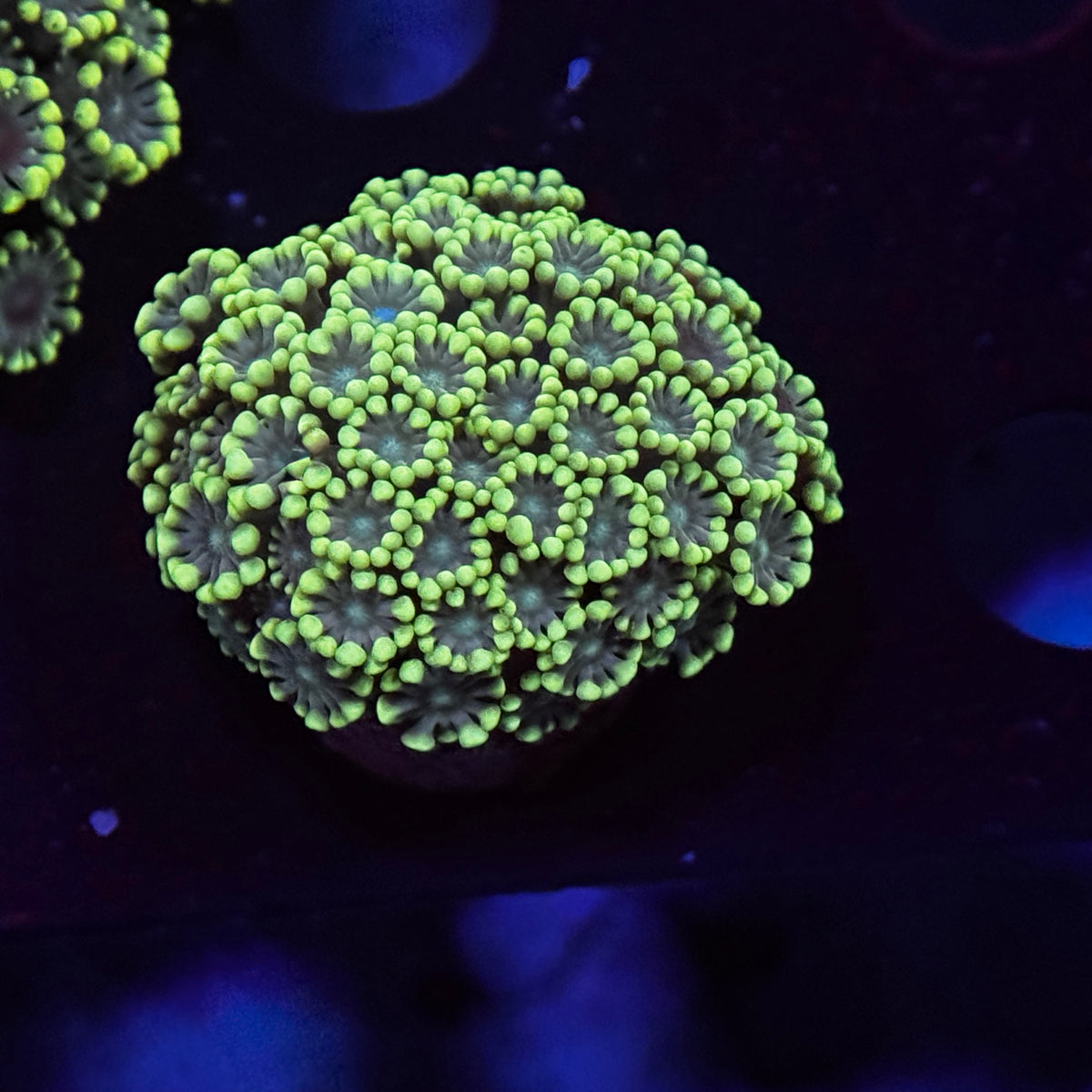 Emerald Alveopora
