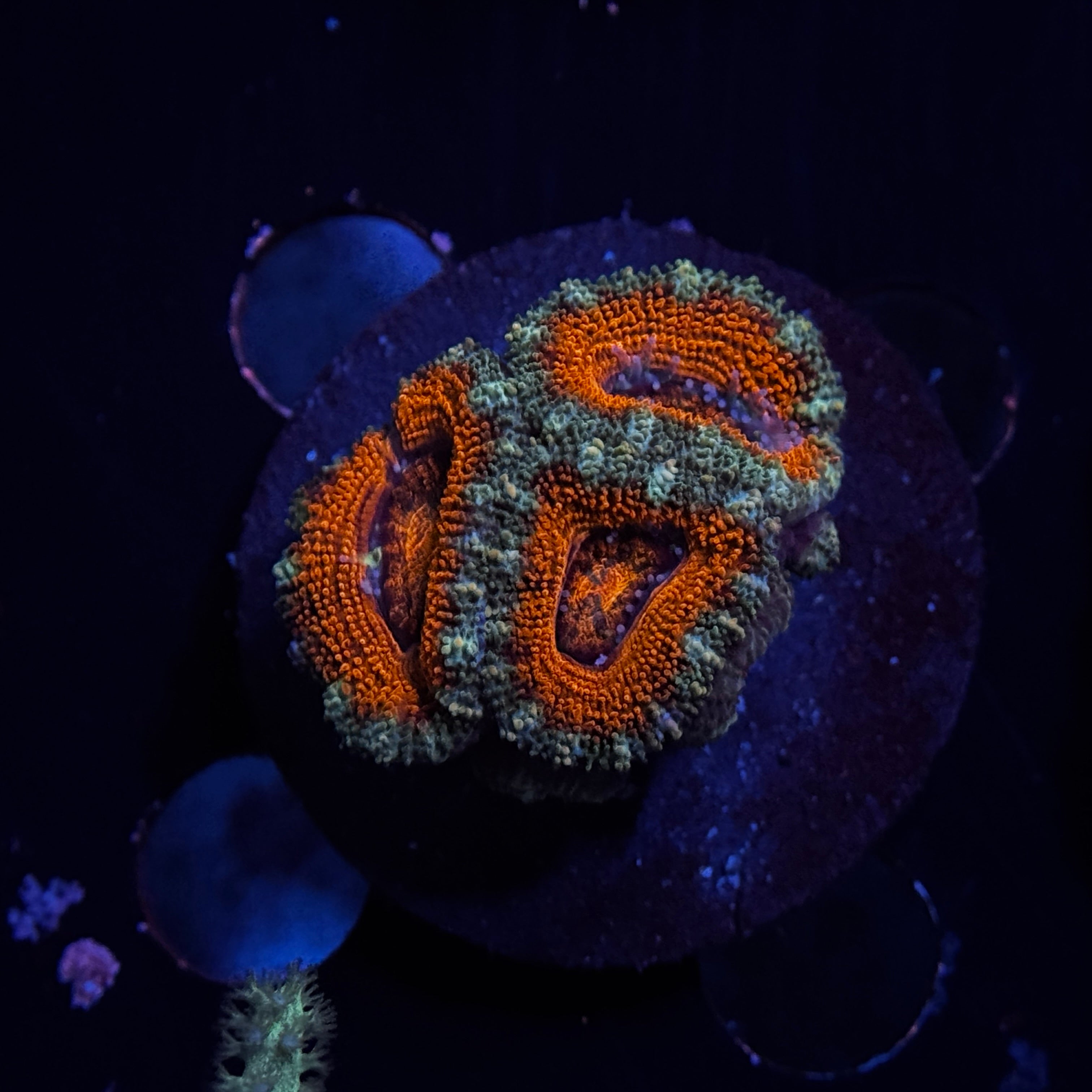 Red Acan Lord
