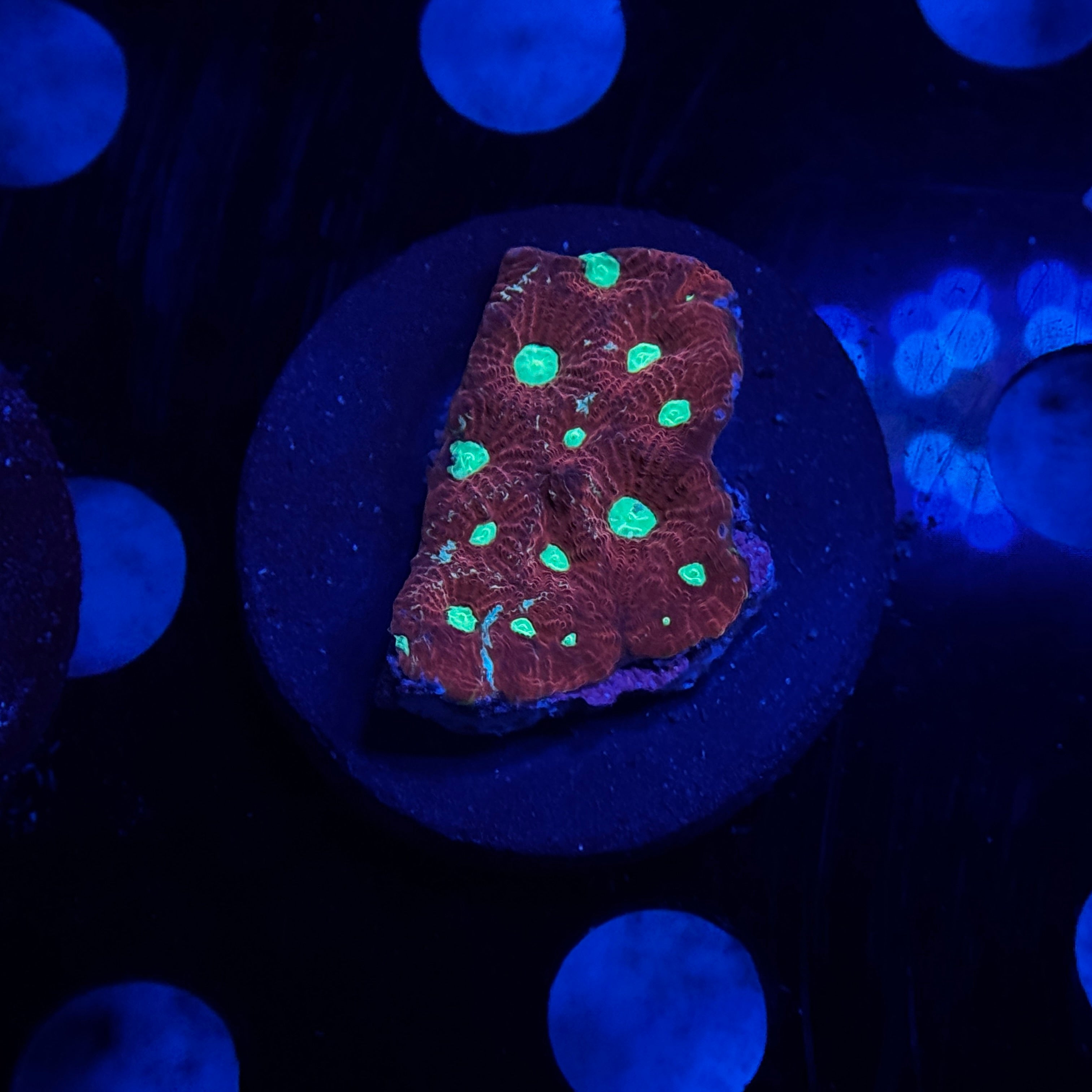 War Coral Favites