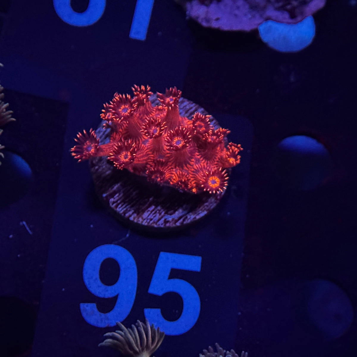 Red Goniopora