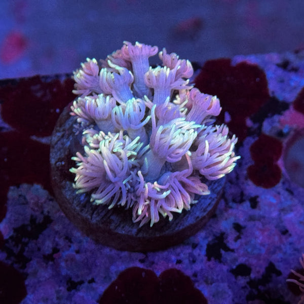 Rainbow Goniopora