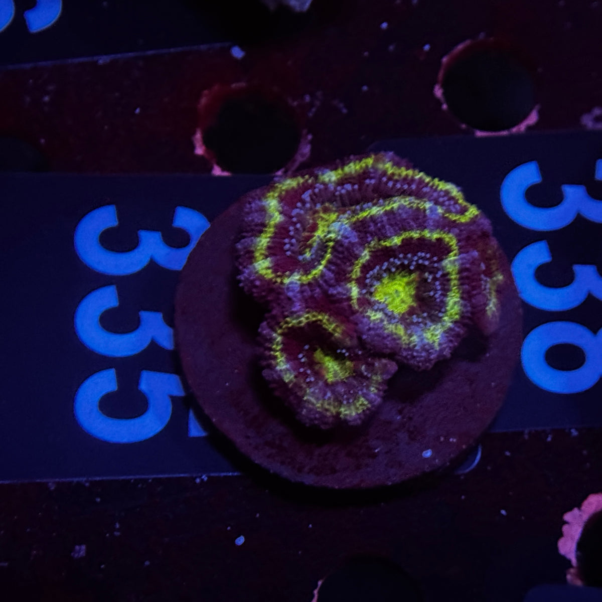 Green Acan Lord