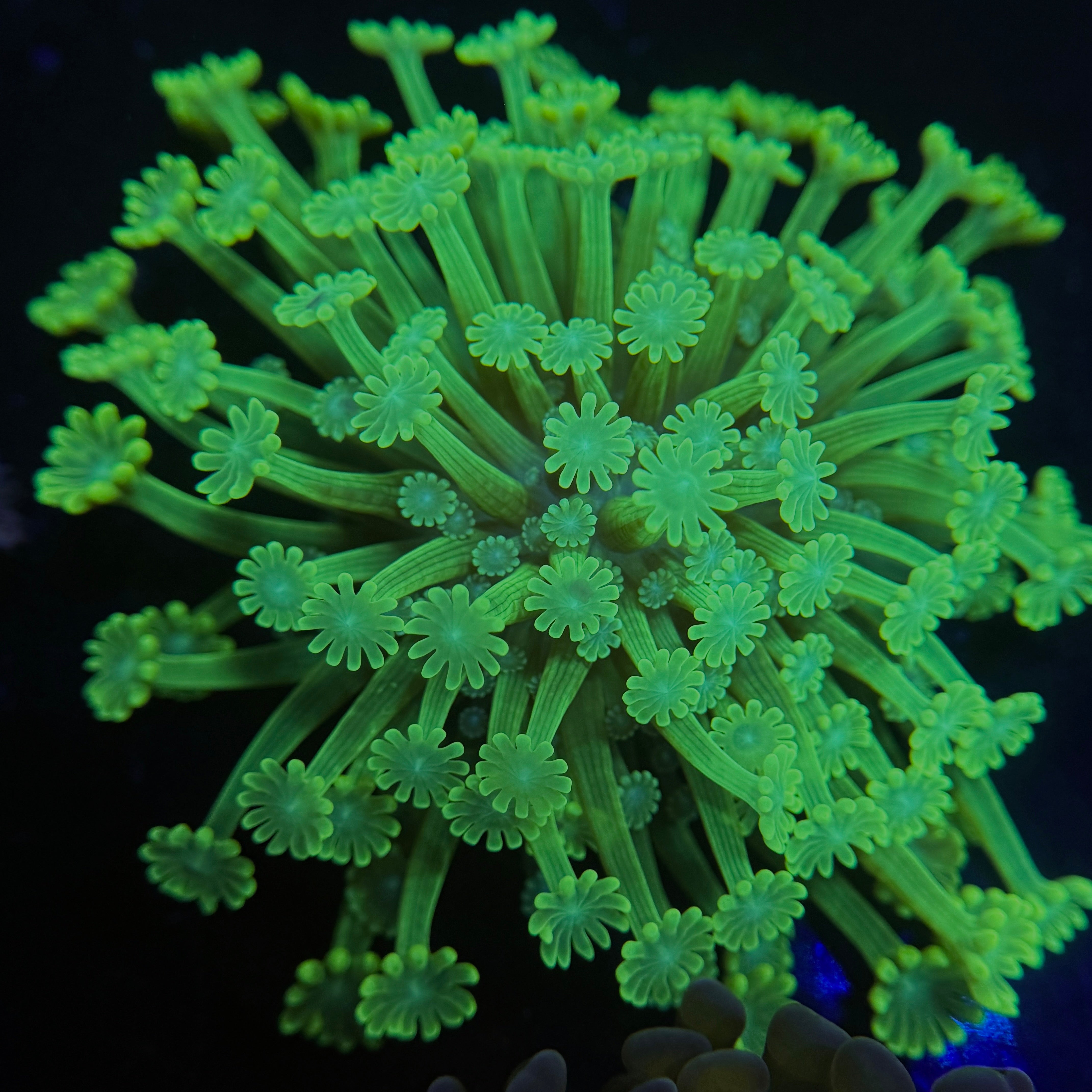 Toxic Green Alveopora