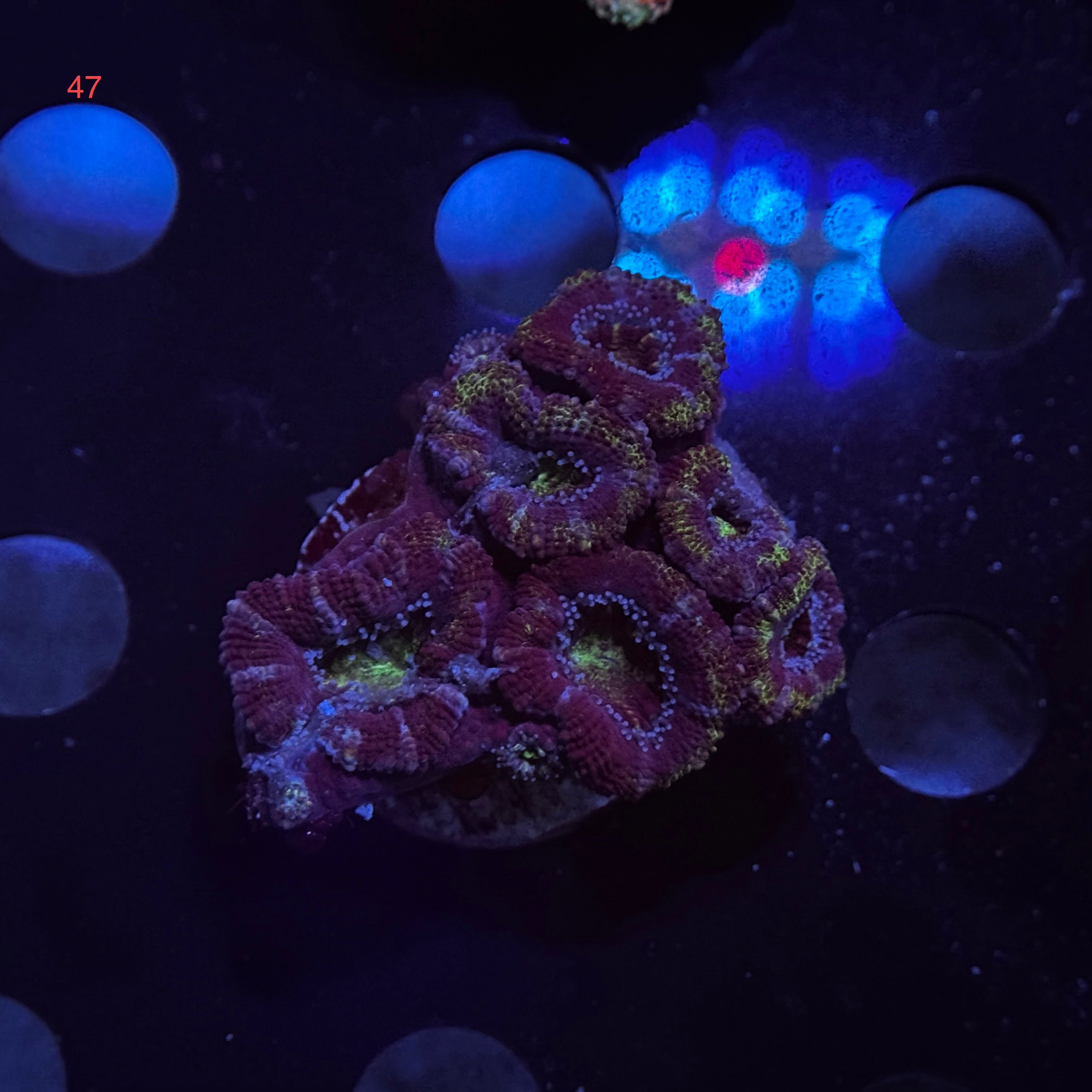 Purple Acan Lord