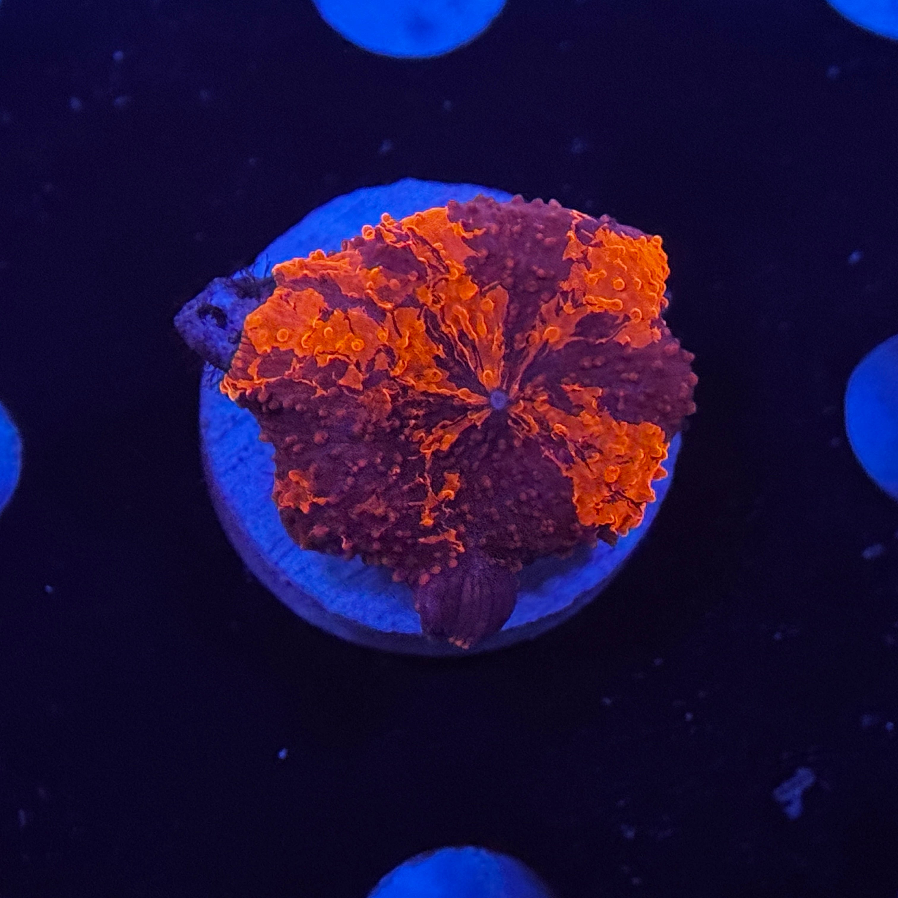 Master Deadpool Jawbreaker Mushroom