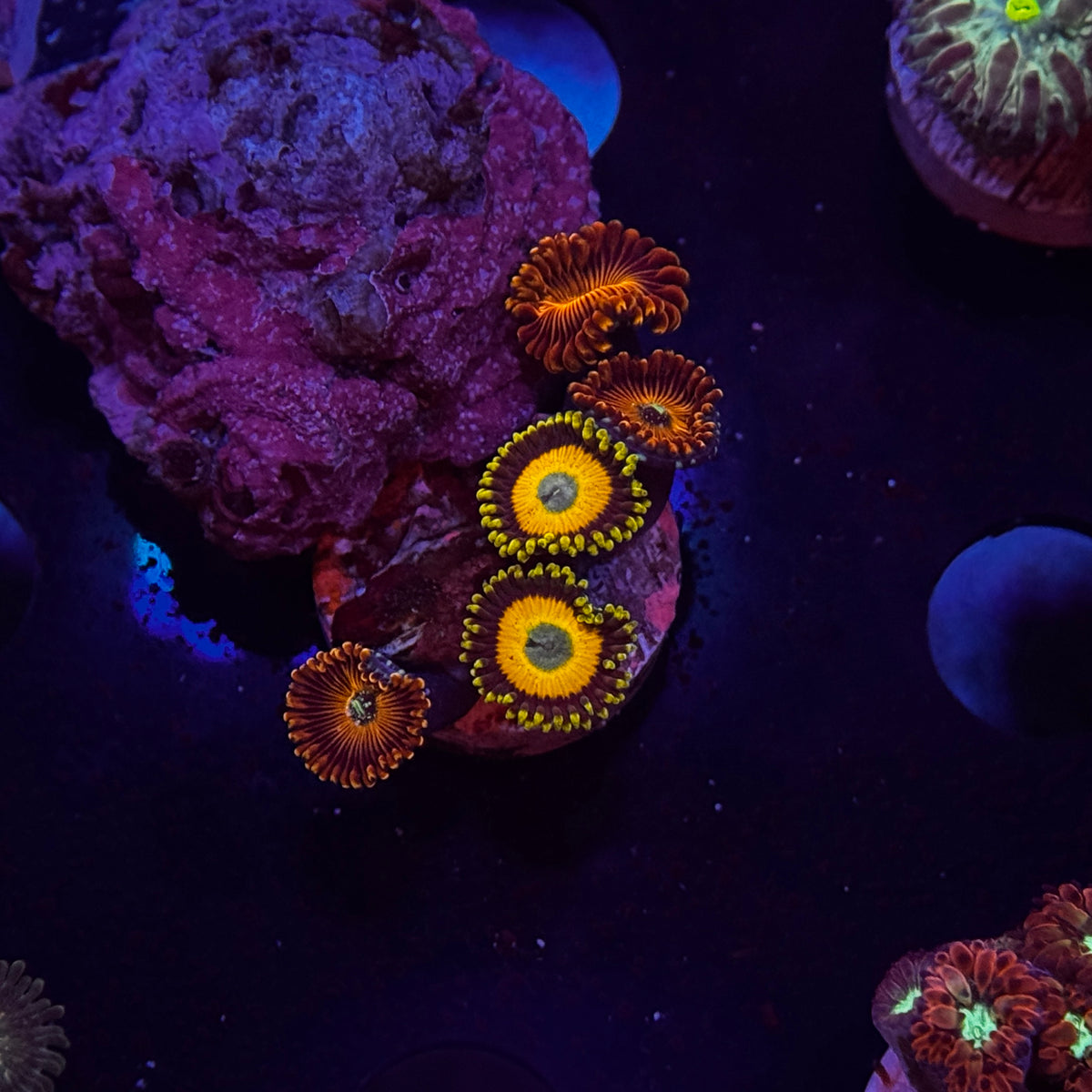 Mix Zoanthids