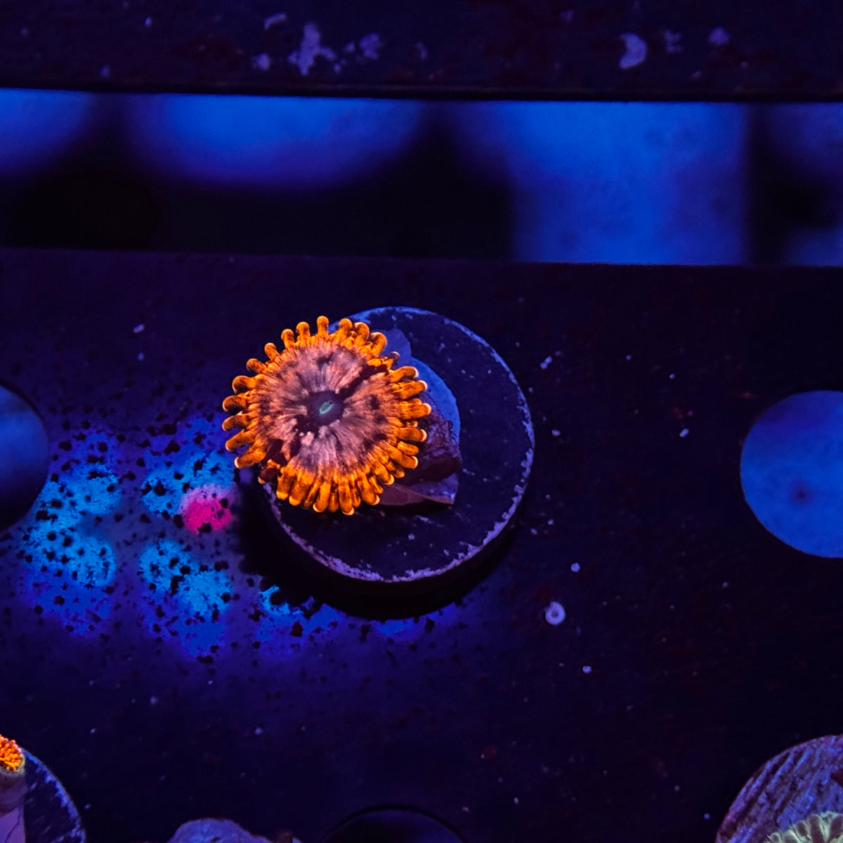Utter Chaos Zoanthids