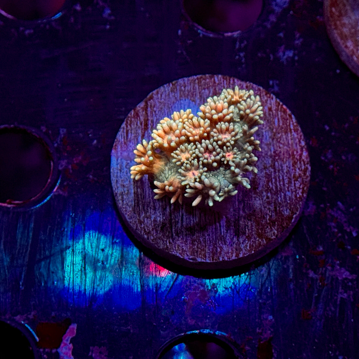 Skittles Goniopora