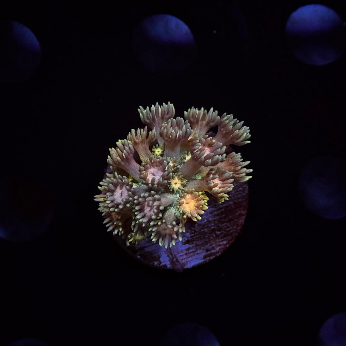 Rainbow Goniopora