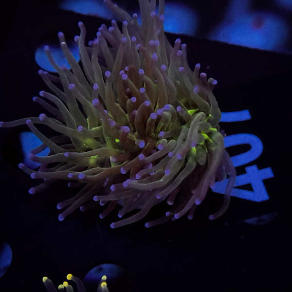 Ultimate Green Torch 407