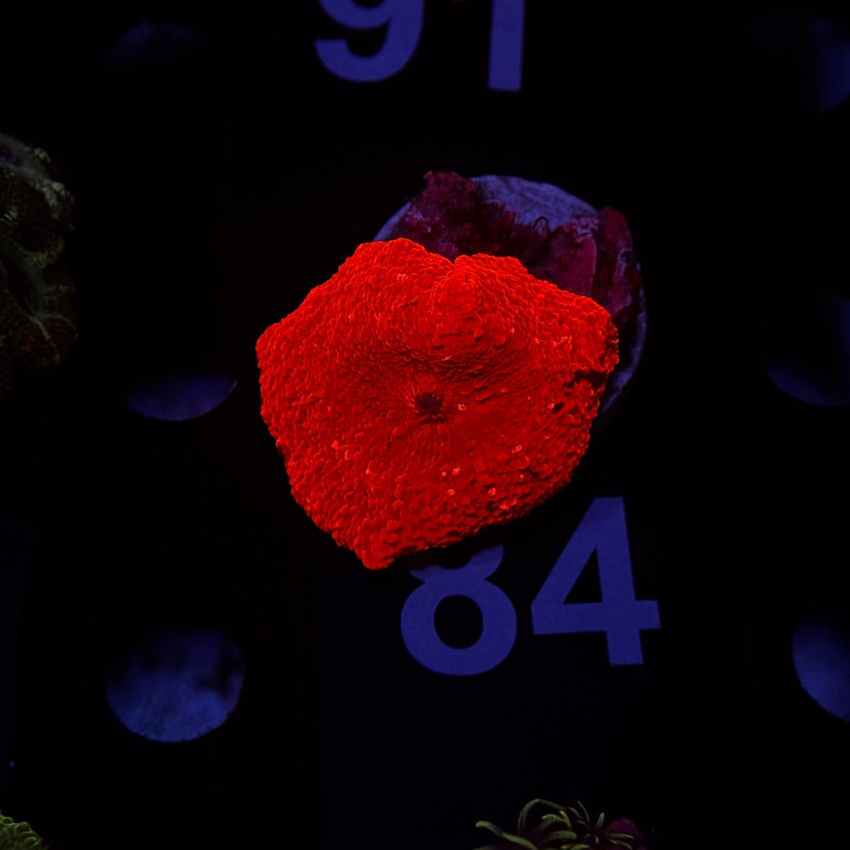 Neon Orange Discosoma Mushroom