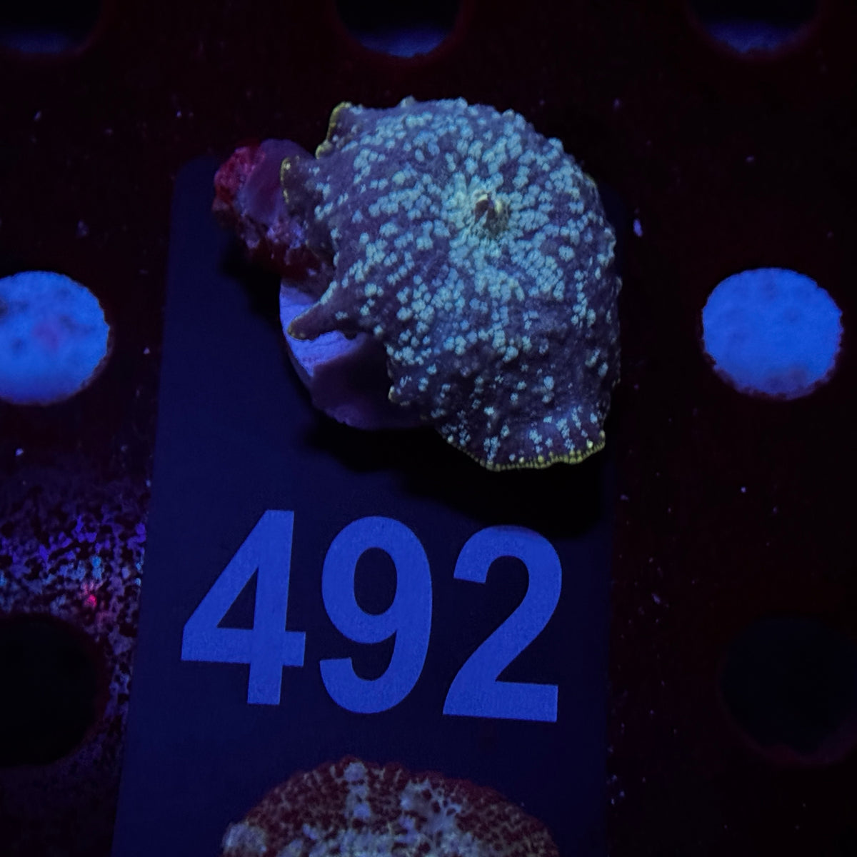Cosmic Stardust Discosoma Mushroom