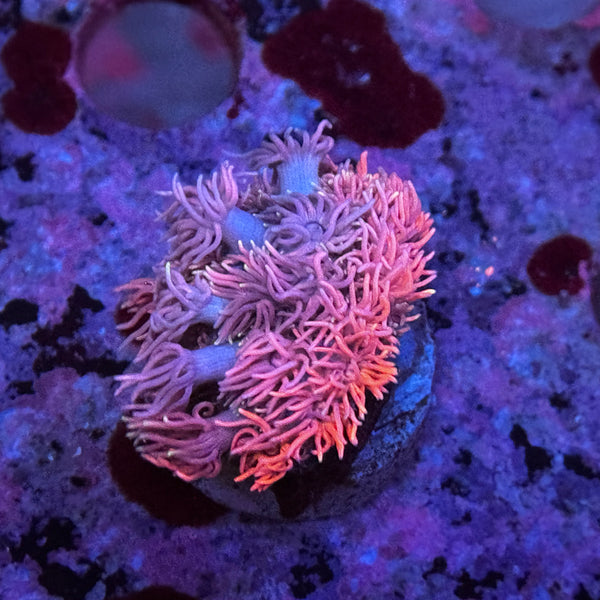 Sherbet Goniopora
