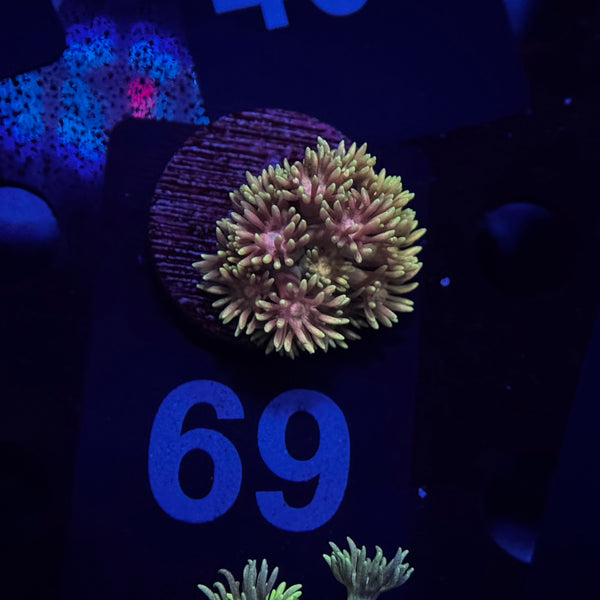 Rubarb Pie Goniopora