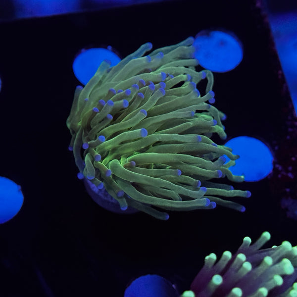 Neon Green Todds Torch