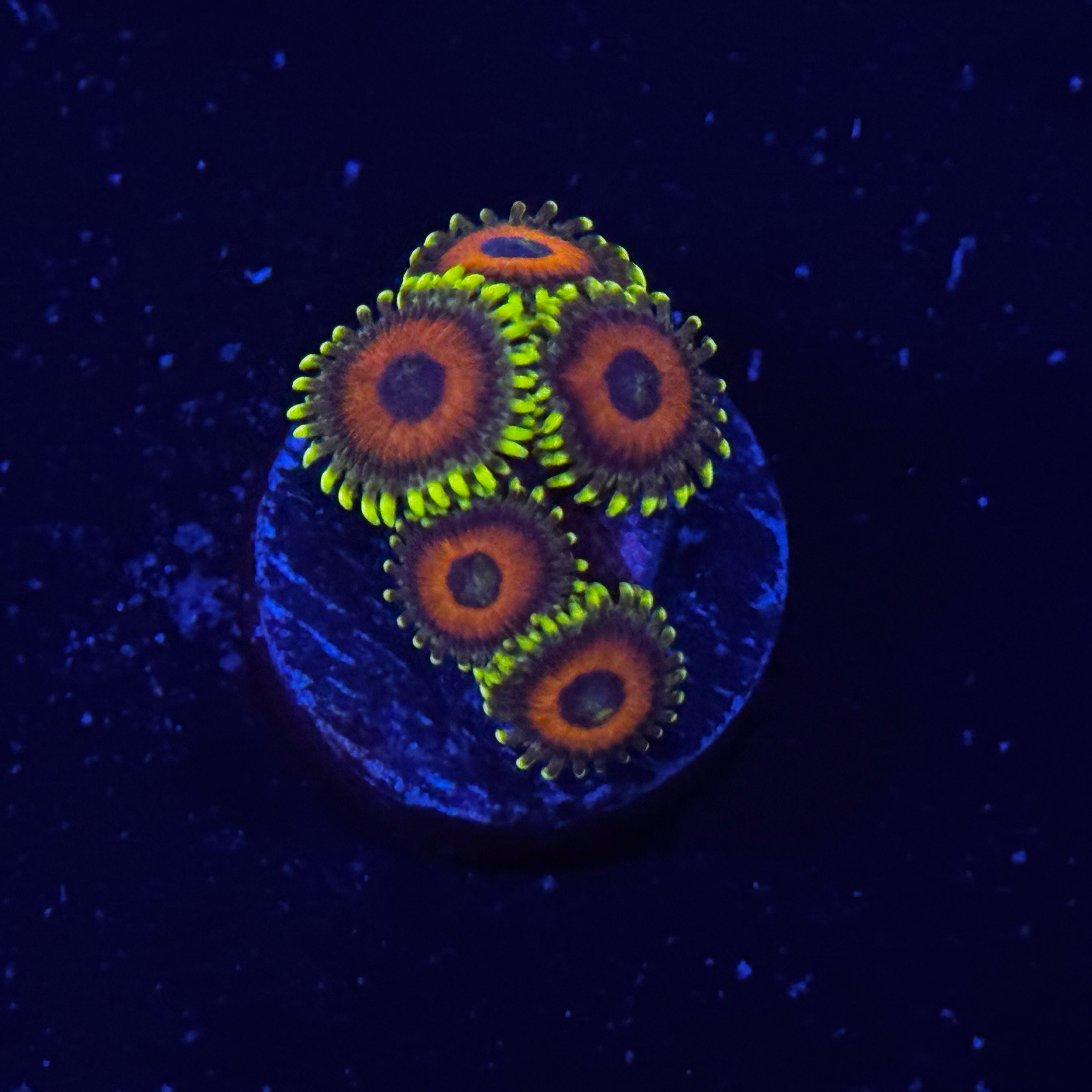 Whammin Watermelon Zoanthids