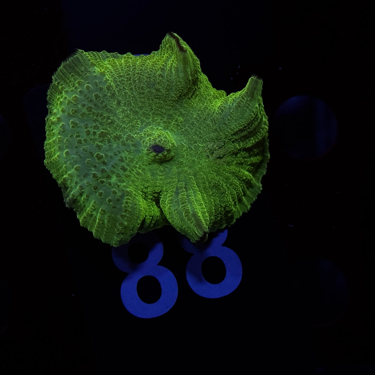 Neon Green Rhodactus Mushroom