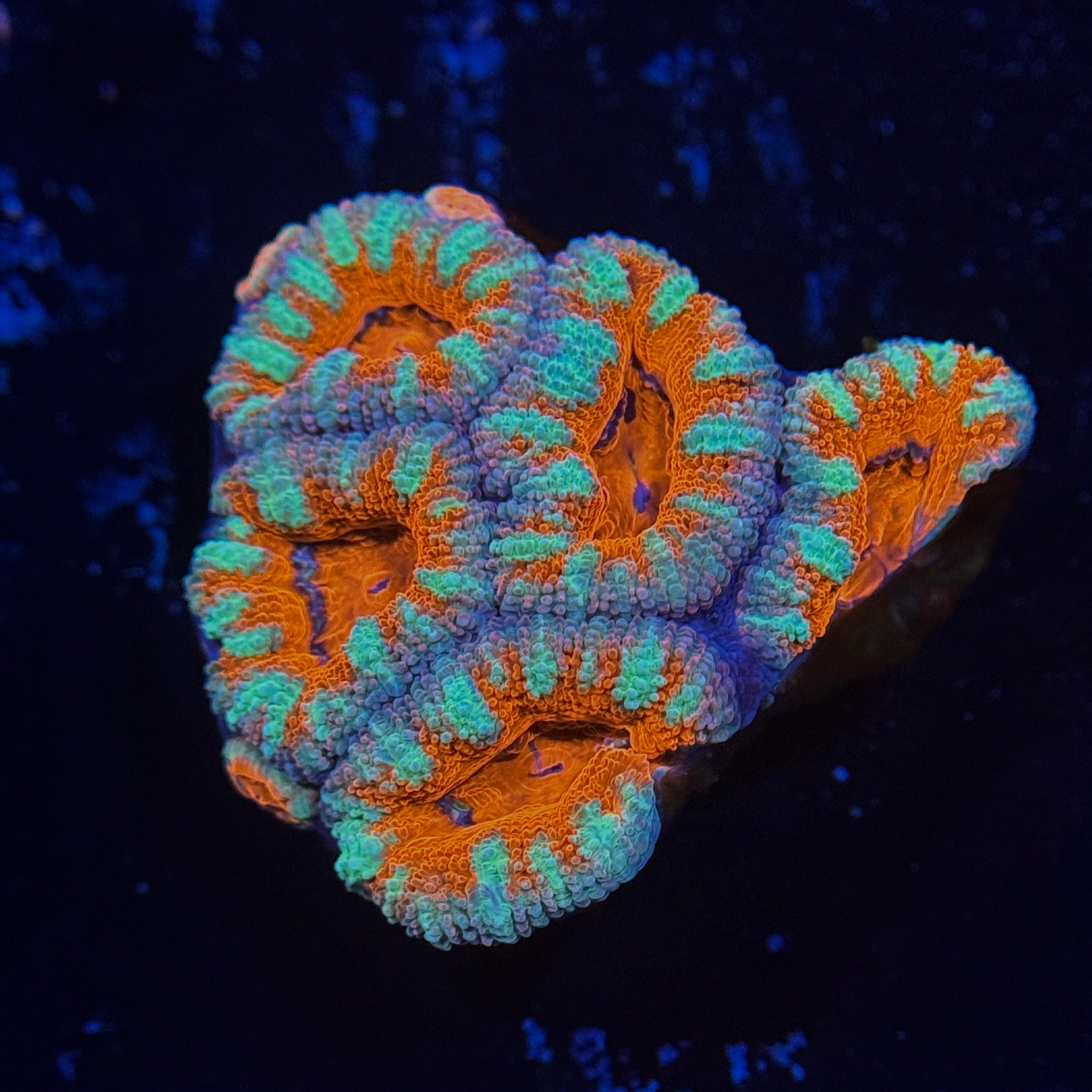 Orange Acan Lord