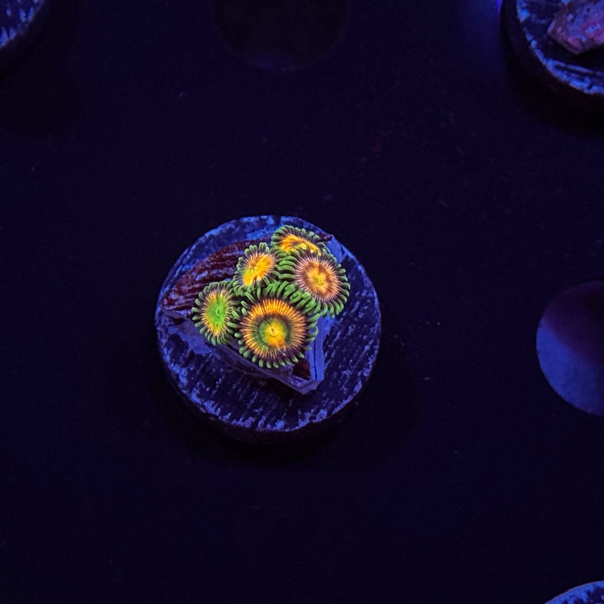 Zoanthids