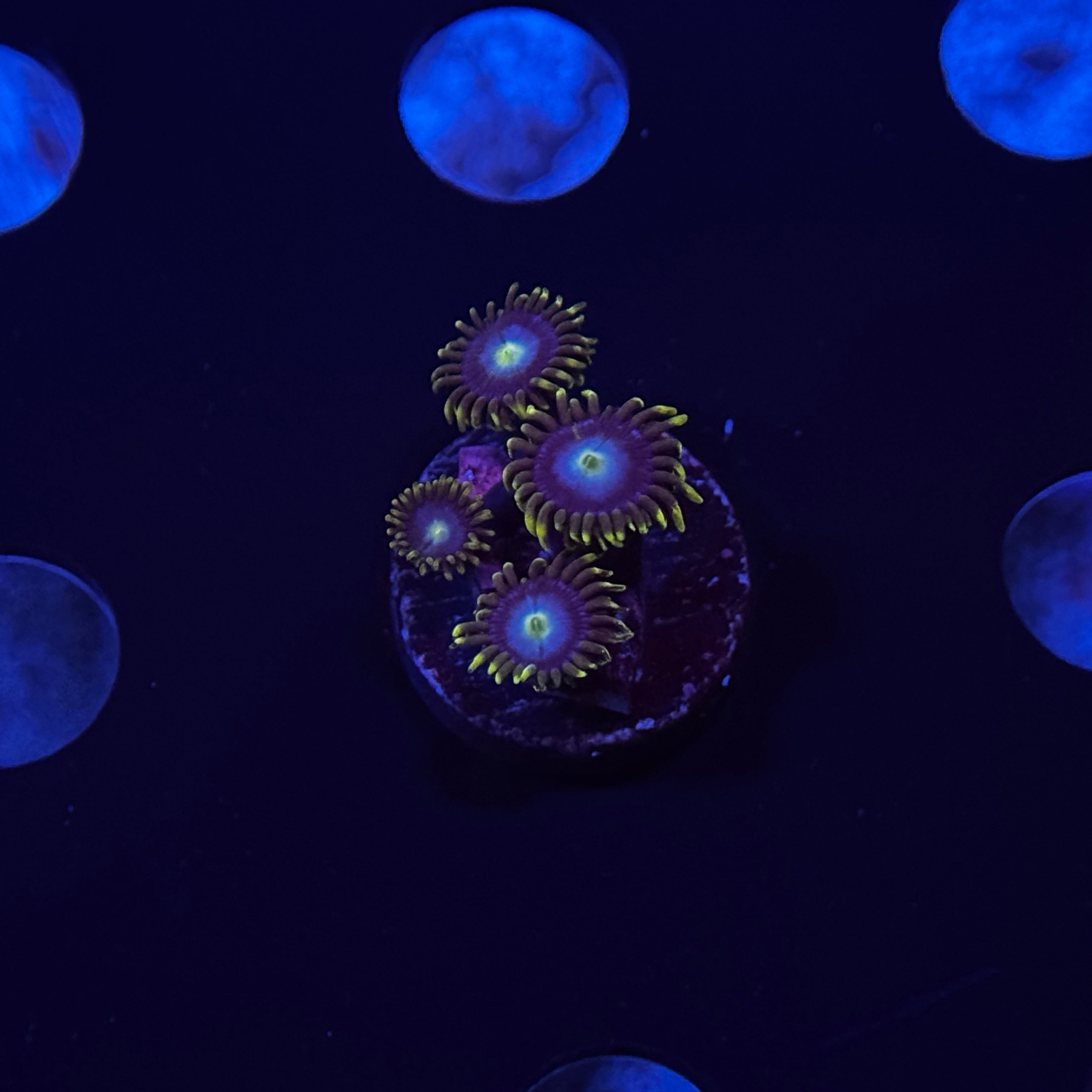 Blue Horizon Zoanthids