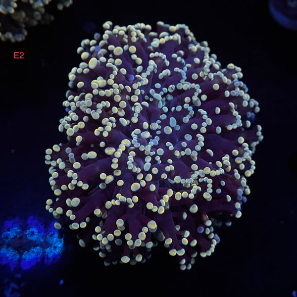 Golden Sapphire Kingspawn