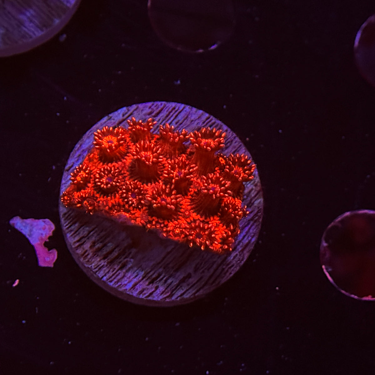 Red Goniopora