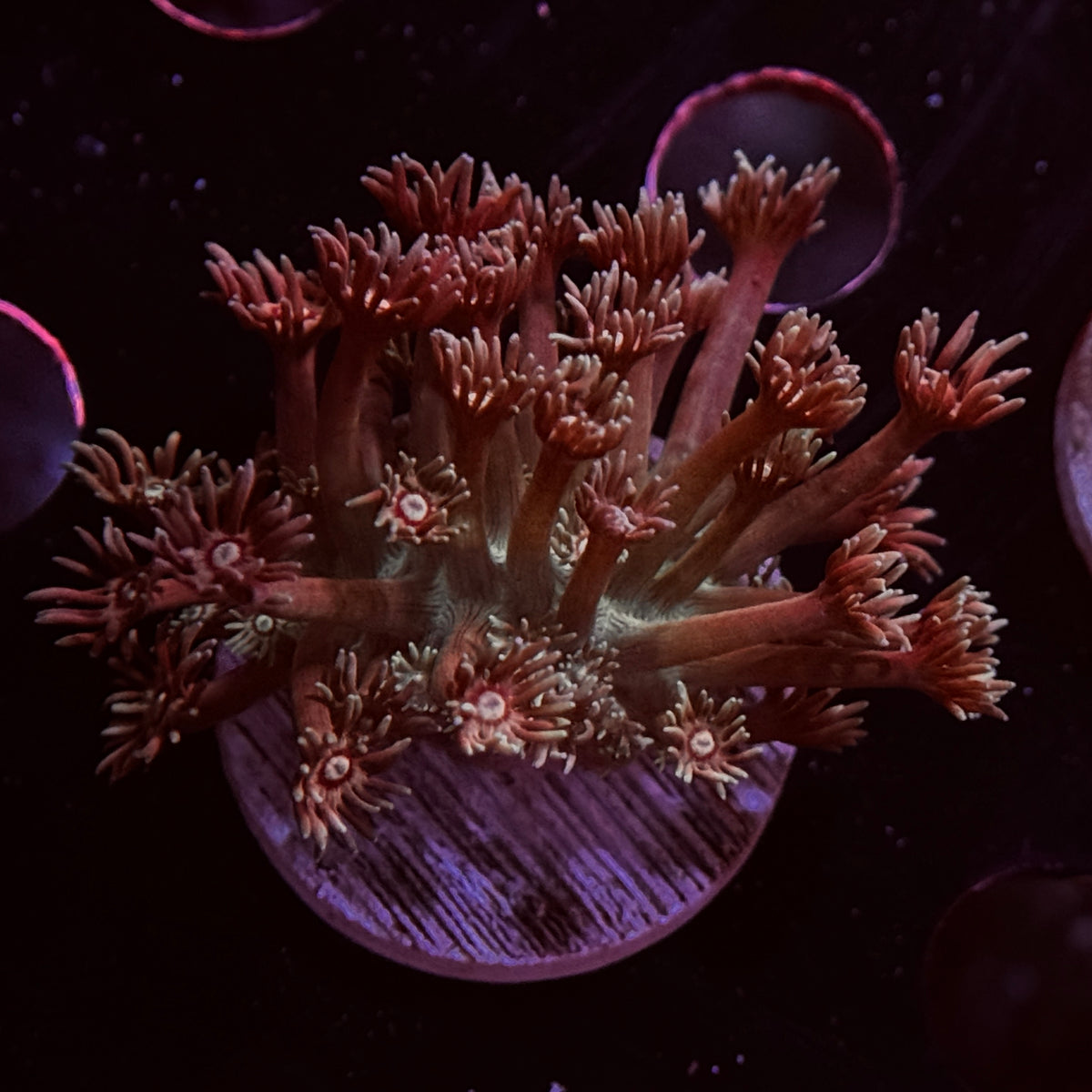 Rusty Can Goniopora