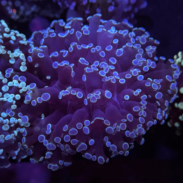 Metallic Blue Kingspawn